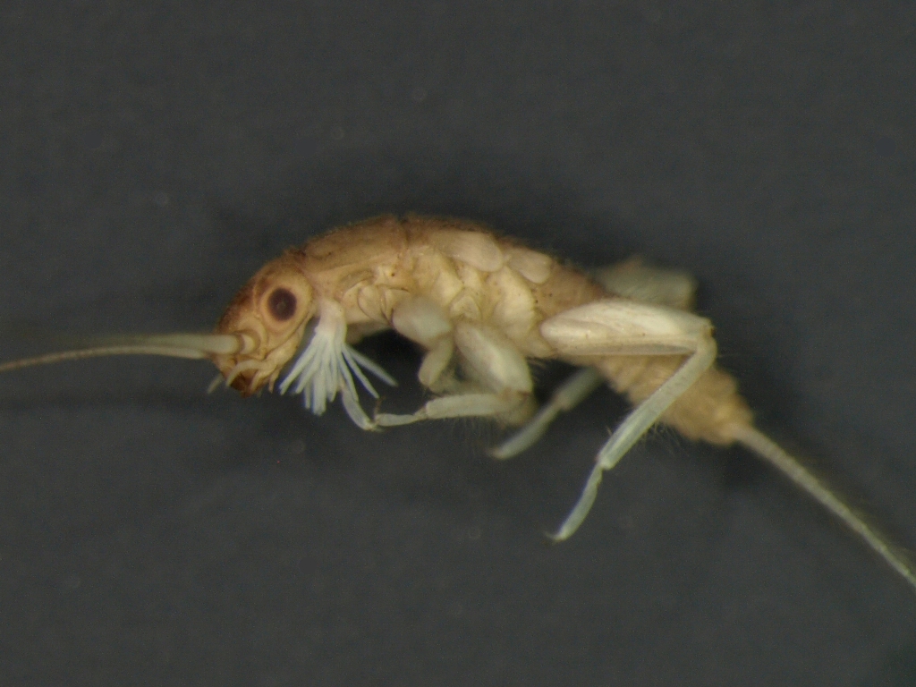 Amphinemura borealis